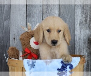 Golden Retriever Puppy for sale in FREDERICKSBG, OH, USA