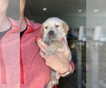 Small Photo #3 Labrador Retriever Puppy For Sale in LEES SUMMIT, MO, USA