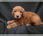 Small #1 Goldendoodle