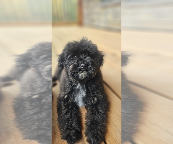 Medium Photo #4 Goldendoodle (Miniature) Puppy For Sale in COLVILLE, WA, USA