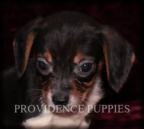 Medium Photo #1 Beagle Puppy For Sale in COPPOCK, IA, USA