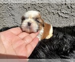 Small #16 Shih Tzu