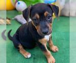 Small #3 Labrador Retriever Mix