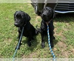 Small #3 Labrador Retriever