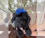 Small Photo #2 Poodle (Toy)-Yorkshire Terrier Mix Puppy For Sale in SARASOTA, FL, USA