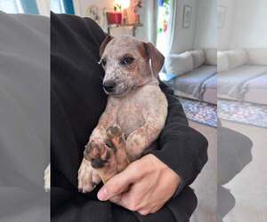 Mutt Dogs for adoption in Greenville, SC, USA