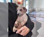 LJ - Male Mutt Dog for Adoption - Small photo