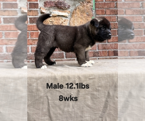 Medium Photo #3 Akita Puppy For Sale in MEM, TN, USA