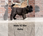 Small #2 Akita