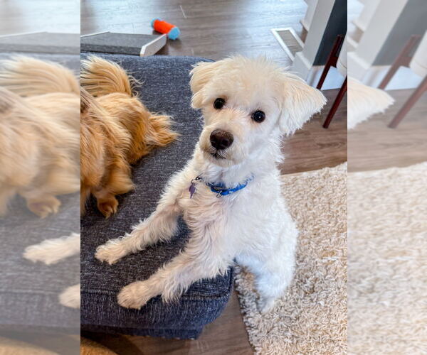 Medium Photo #8 Poodle (Miniature)-Unknown Mix Puppy For Sale in Oak Bluffs, MA, USA