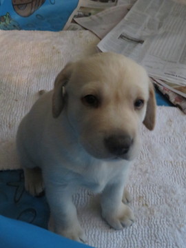 Medium Photo #1 Labrador Retriever Puppy For Sale in SAMMAMISH, WA, USA