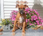 Small #2 Boxer