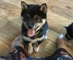 Puppy Daichi Shiba Inu