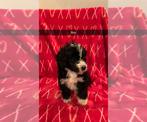 Bernedoodle Puppy for sale in BROOKLYN, MI, USA