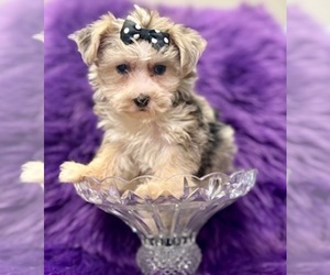 Morkie Puppy for sale in RIPLEY, MS, USA