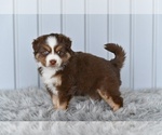 Small #2 Miniature Australian Shepherd
