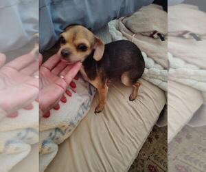 Mother of the Chihuahua puppies born on 09/01/2026