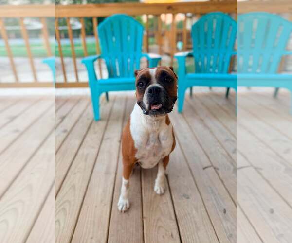 Medium Photo #2 Boxer Puppy For Sale in Dumont, NJ, USA