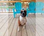 Small #1 Boxer