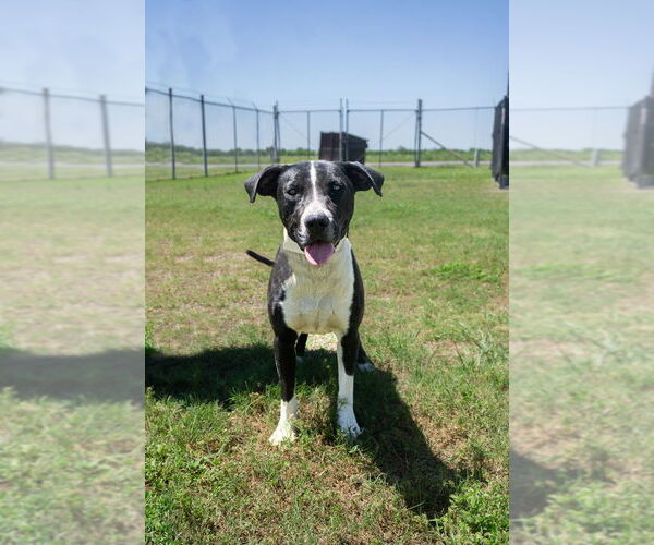 Medium Photo #4 Mutt Puppy For Sale in Abbeville, LA, USA
