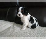 Small Photo #14 Cavalier King Charles Spaniel Puppy For Sale in HOWLAND, OH, USA