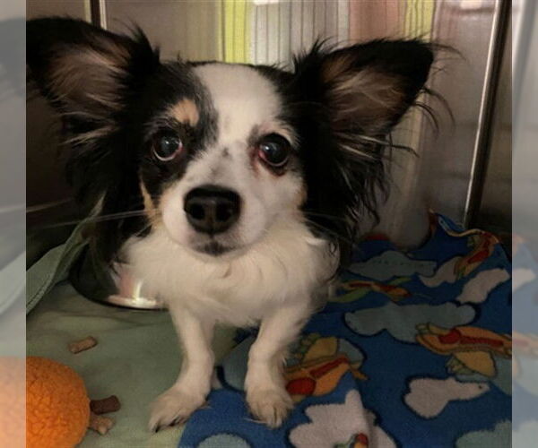 Medium Photo #1 Chion Puppy For Sale in Rancho Cucamonga, CA, USA