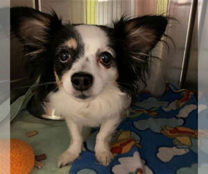 Chihuahua Dogs for adoption in Rancho Cucamonga, CA, USA