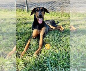 VELMA - Female Black and Tan Coonhound-Doberman Pinscher Mix Dog for Adoption