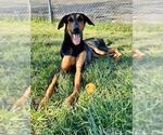 VELMA - Female Black and Tan Coonhound-Doberman Pinscher Mix Dog for Adoption - Small photo