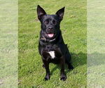 Small #1 Labrador Retriever Mix