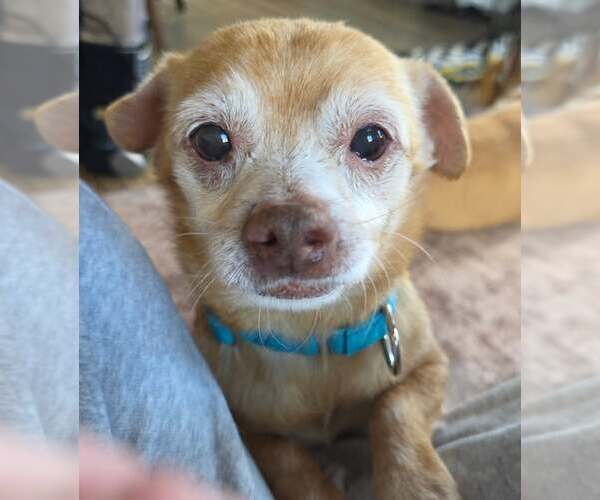 Medium Photo #5 Chihuahua-Unknown Mix Puppy For Sale in New London, WI, USA