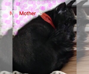 Mother of the Schnauzer (Miniature) puppies born on 04/19/2026