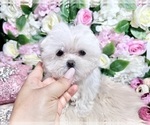 Small Photo #29 Maltese Puppy For Sale in HAYWARD, CA, USA