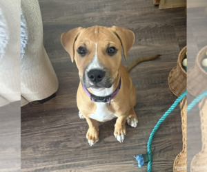 American Pit Bull Terrier-Unknown Mix Dogs for adoption in Bellevue, WA, USA