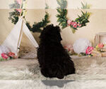 Small Photo #14 Poodle (Toy) Puppy For Sale in WARSAW, IN, USA