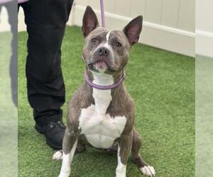 Staffordshire Bull Terrier Dogs for adoption in Camarillo, CA, USA