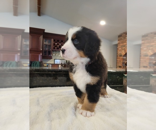 Medium Photo #3 Bernese Mountain Dog Puppy For Sale in WATERFORD, MI, USA