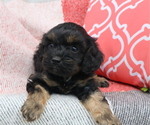 Small Photo #25 Cavapoo Puppy For Sale in THORP, WI, USA