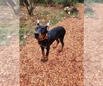 Small Photo #5 Doberman Pinscher Puppy For Sale in DAMASCUS, OR, USA