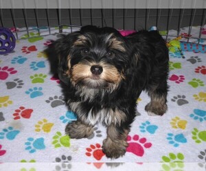 Havashire Puppy for sale in ORO VALLEY, AZ, USA
