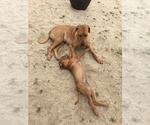 Small Photo #99 Rhodesian Ridgeback Puppy For Sale in MORONGO VALLEY, CA, USA
