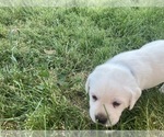 Small Photo #17 Labrador Retriever Puppy For Sale in VANCOUVER, WA, USA
