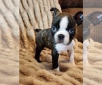 Small Photo #3 Boston Terrier Puppy For Sale in STRASBURG, OH, USA