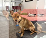 Small #1 Chihuahua