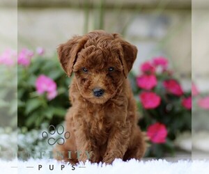 Poodle (Toy) Puppy for sale in BIRD IN HAND, PA, USA