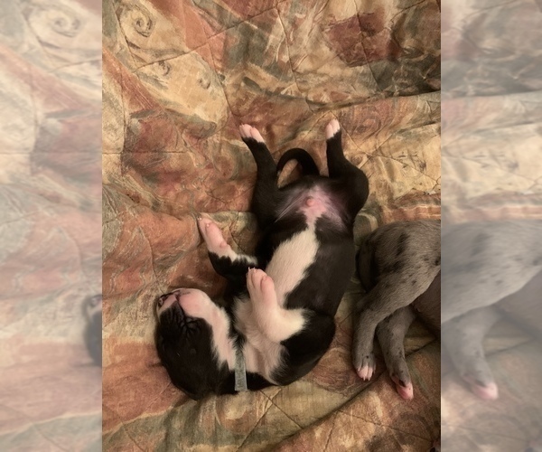 Medium Photo #18 Great Dane Puppy For Sale in MARICOPA, AZ, USA