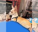 Small #1 Norwich Terrier Mix