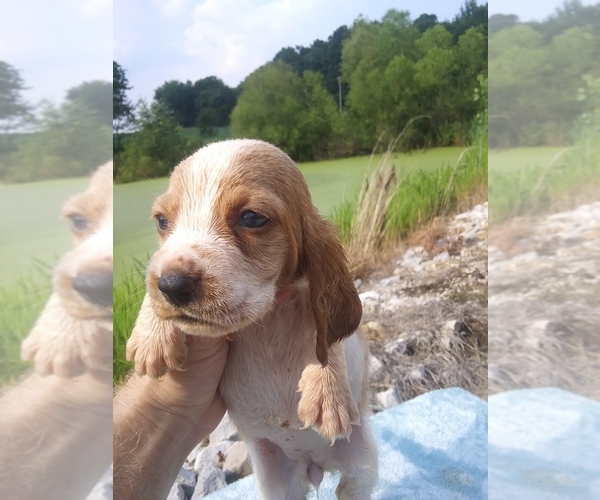 Medium Photo #9 Basset Hound Puppy For Sale in PETERSBURG, IN, USA