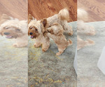 Small Photo #9 Yorkshire Terrier Puppy For Sale in MABLETON, GA, USA