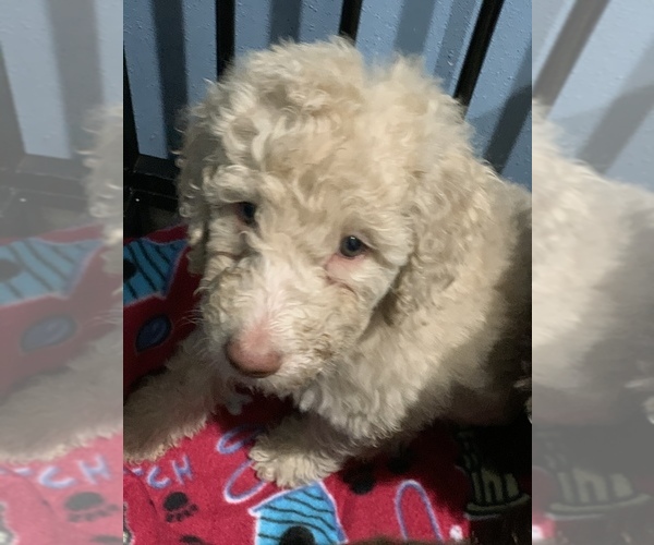 Medium Photo #15 Poodle (Standard) Puppy For Sale in TAMPA, FL, USA